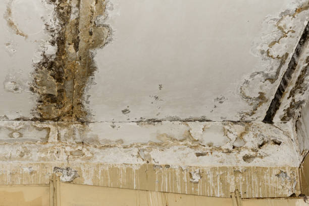 Best Attic Mold Removal  in Charlestown, IN