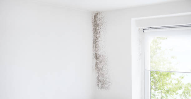 Best Forensic Mold Investigation  in Charlestown, IN