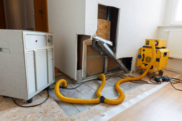 Best Basement Mold Removal  in Charlestown, IN