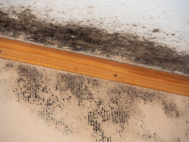 Mold Odor Removal Services in Charlestown, IN