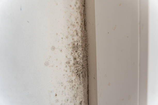 Best Mold Prevention Services  in Charlestown, IN