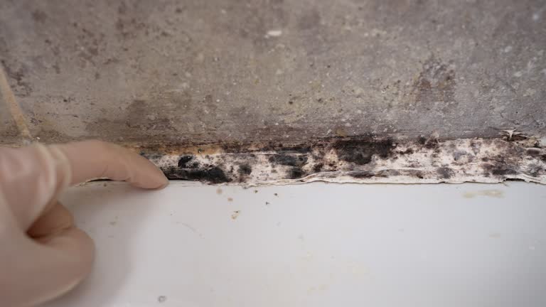 Best Dehumidification Services  in Charlestown, IN